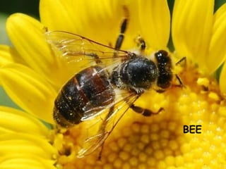 BEE
 