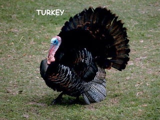TURKEY
 