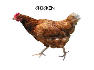 CHICKEN
 