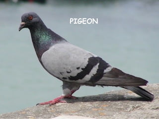 PIGEON
 