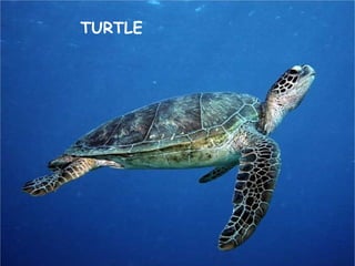 TURTLE
 
