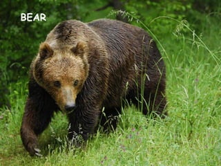 BEAR
 