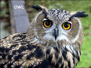 OWL
 