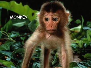 MONKEY
 