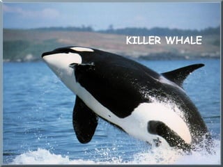 KILLER WHALE
 