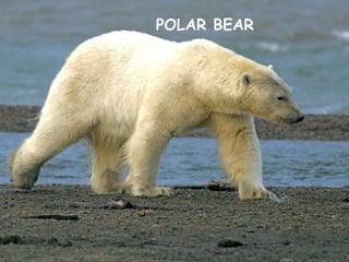 POLAR BEAR
 