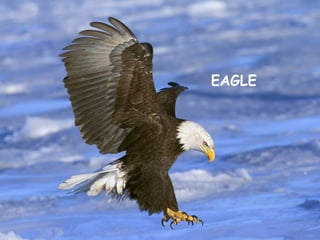 EAGLE
 