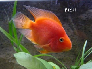 FISH
 