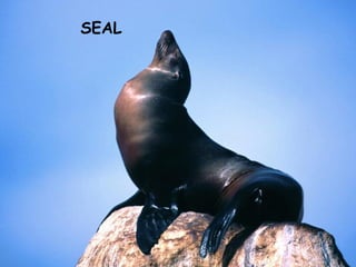 SEAL
 