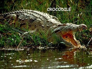 CROCODILE
 