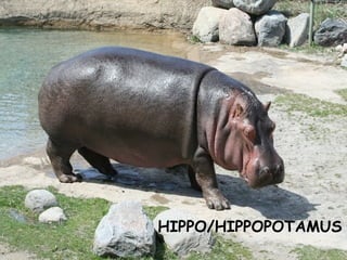 HIPPO/HIPPOPOTAMUS
 