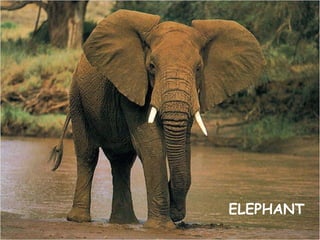 ELEPHANT
 