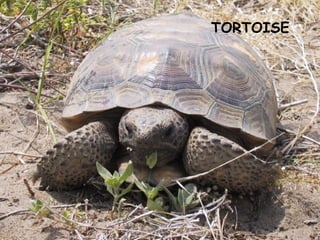 TORTOISE
 