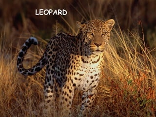 LEOPARD
 
