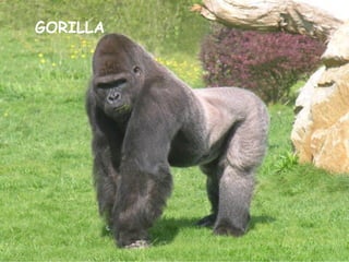 GORILLA
 