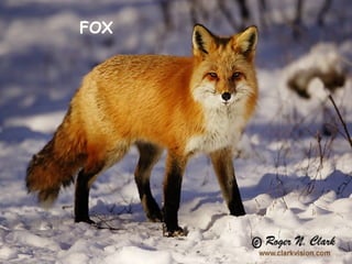 FOX
 