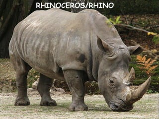 RHINOCEROS/RHINO
 