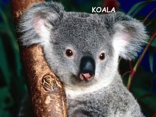 KOALA
 