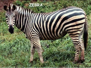 ZEBRA
 