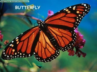 BUTTERFLY
 