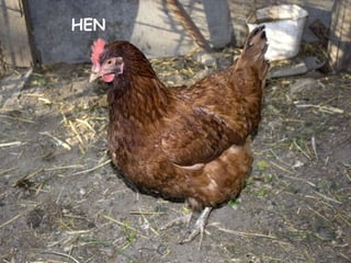 HEN
 
