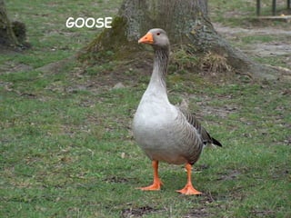 GOOSE
 