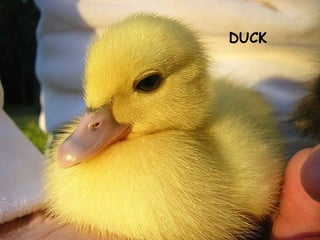 DUCK
 