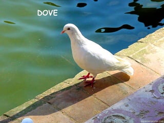 DOVE
 