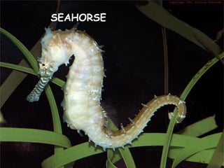 SEAHORSE
 