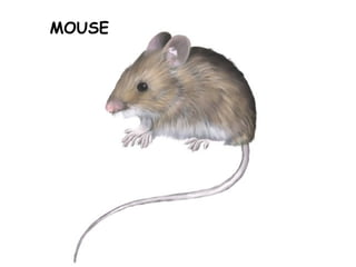 MOUSE
 