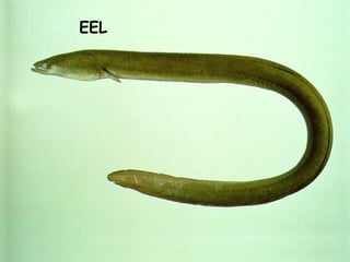EEL
 