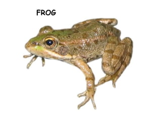 FROG
 