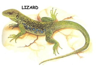 LIZARD
 