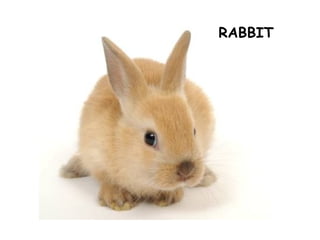 RABBIT
 