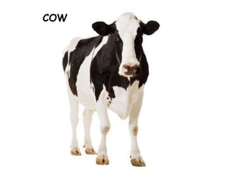COW
 