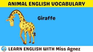 Animals Vocabulary.pptx