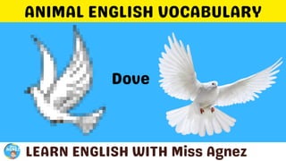 Animals Vocabulary.pptx