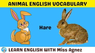 Animals Vocabulary.pptx