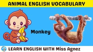 Animals Vocabulary.pptx