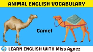 Animals Vocabulary.pptx