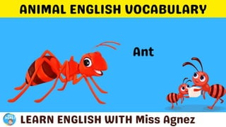 Animals Vocabulary.pptx