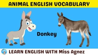 Animals Vocabulary.pptx