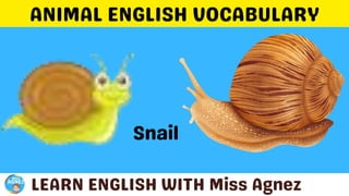 Animals Vocabulary.pptx