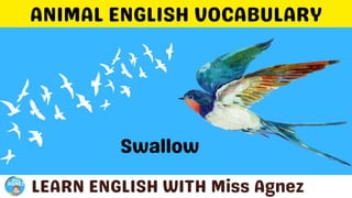 Animals Vocabulary.pptx