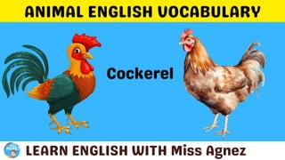 Animals Vocabulary.pptx