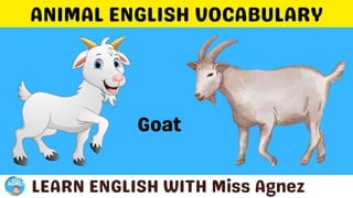 Animals Vocabulary.pptx
