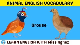 Animals Vocabulary.pptx