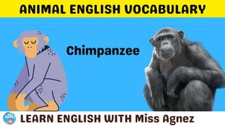 Animals Vocabulary.pptx