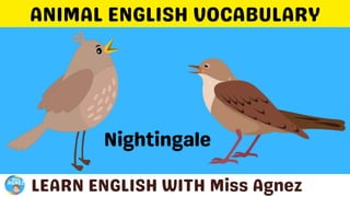 Animals Vocabulary.pptx