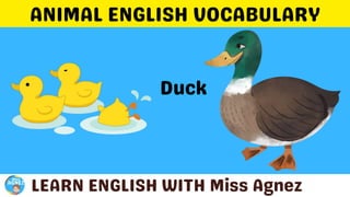 Animals Vocabulary.pptx